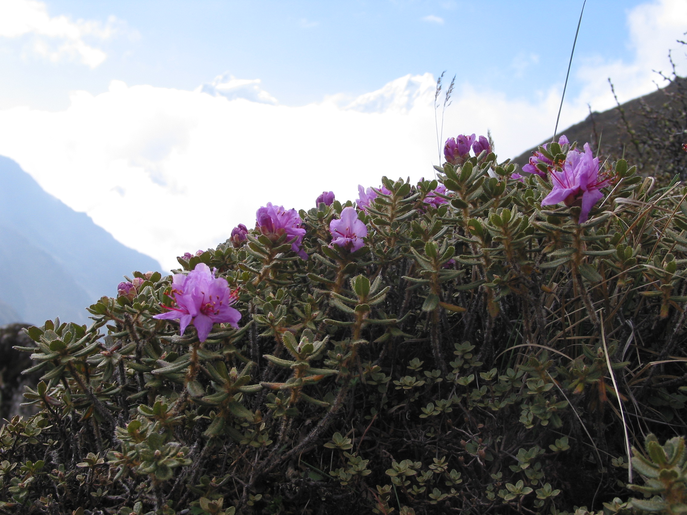 Flowers and fauna in Everest region