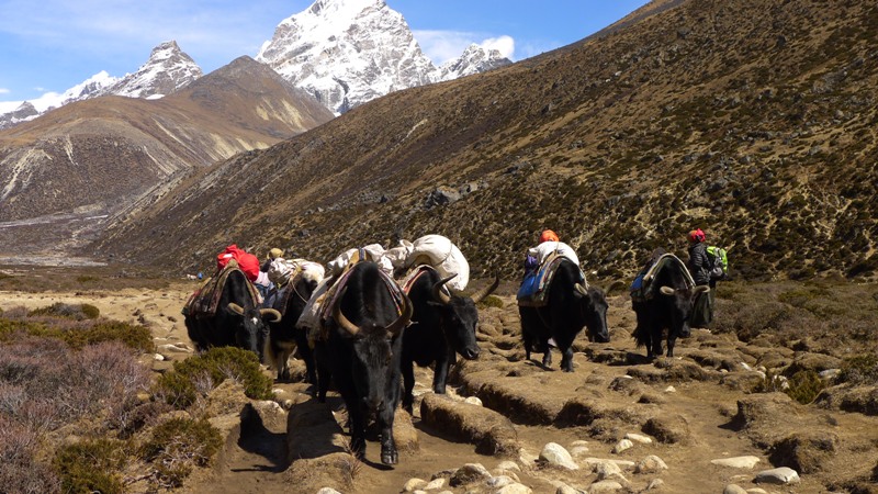 Yaks on the way to Everest Base Camp Trek