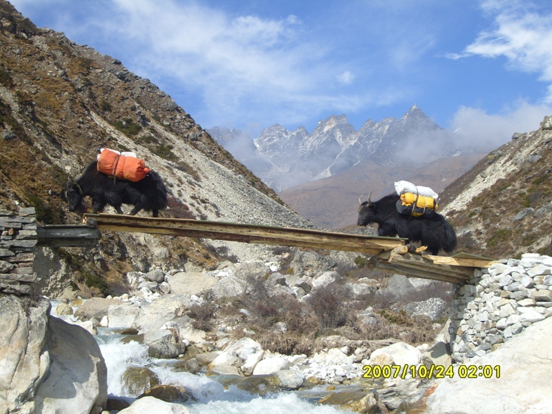 Yaks crossing the wooden bridge in Everest region